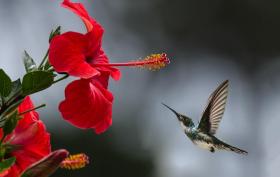 brown_hummingbird_selective_focus_photography_1133957_1.jpg