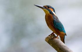 close_up_of_bird_perching_on_branch_255435_1.jpg