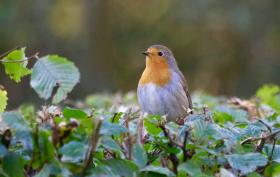 close_up_of_bird_perching_on_plant_325260_1.jpg