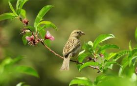 gray_small_bird_on_green_leaves_70069_1.jpg