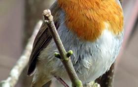 nature_bird_red_winter_46166_1.jpg