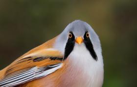 Bearded Reedling ©Lars Buckx