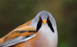 Bearded Reedling ©Lars Buckx