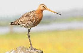 Black-tailed Godwit ©Lars Buckx