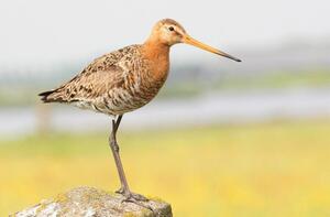 Black-tailed Godwit ©Lars Buckx