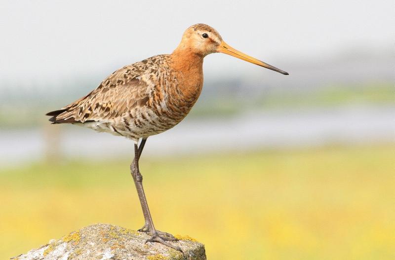Black-tailed Godwit ©Lars Buckx
