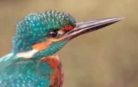 Kingfisher ©Lars Buckx