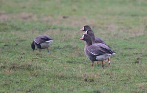 Lesser White-fronted Goose ©Lars Buckx