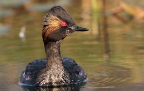 Black-necked Grebe ©Lars Buckx