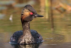 Black-necked Grebe ©Lars Buckx