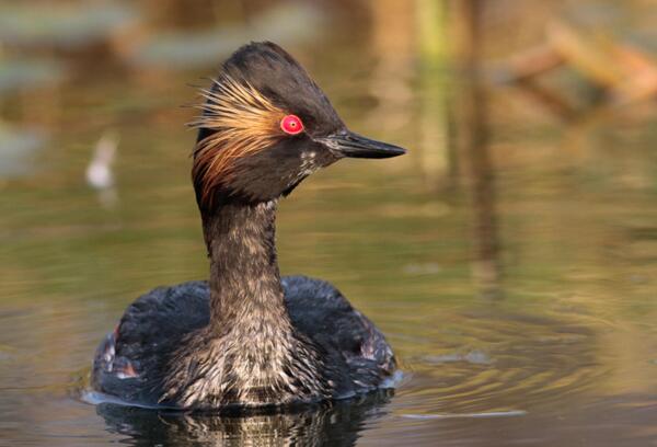 Black-necked Grebe ©Lars Buckx