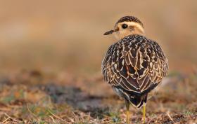 Dotterel ©Lars Buckx