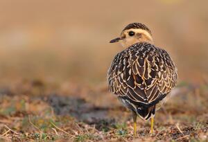 Dotterel ©Lars Buckx