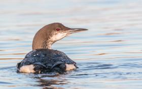 Black-throated Loon ©Lars Buckx