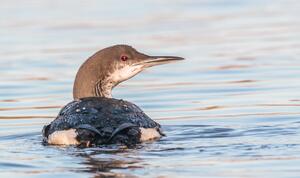 Black-throated Loon ©Lars Buckx