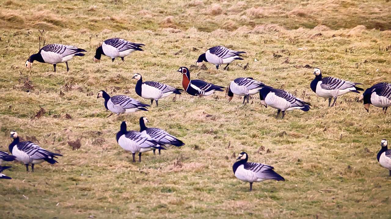 Red-breasted Goose ©Wouter van der Ham