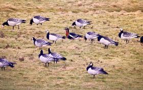 Red-breasted Goose ©Wouter van der Ham