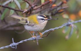 Firecrest ©Sjoerd Radstaak