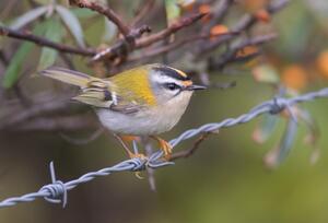 Firecrest ©Sjoerd Radstaak