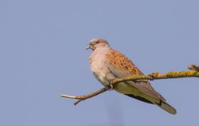 Eurasian Turtle Dove ©Sjoerd Radstaak