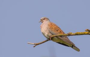 Eurasian Turtle Dove ©Sjoerd Radstaak