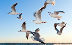 white_seagulls_near_water_54462_1.jpg
